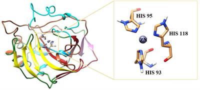 Biochemical and in silico inhibition of bovine and human carbonic anhydrase-II by 1H-1,2,3-triazole analogs